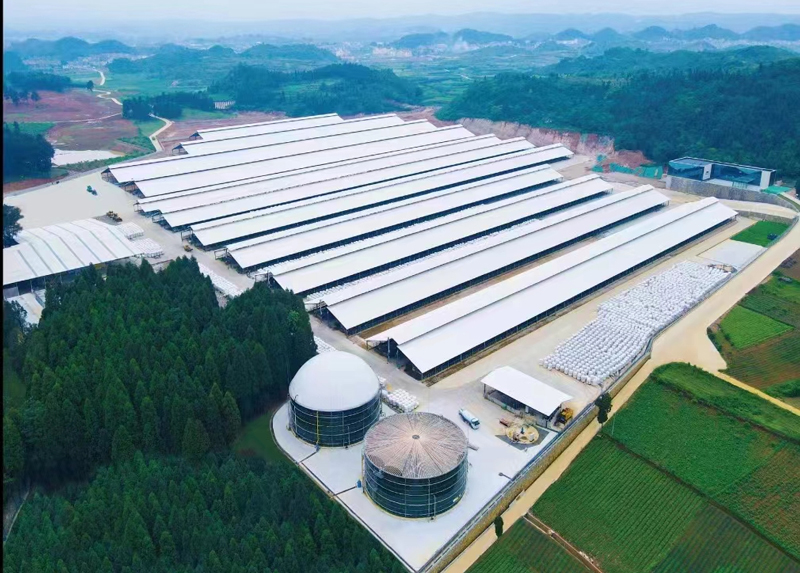 Big Fat Cattle Guizhou Pingba Project
